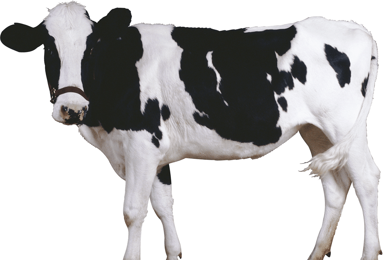 cow PNG2127