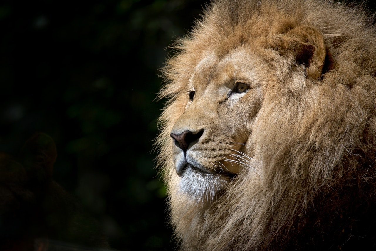 lion wild africa african